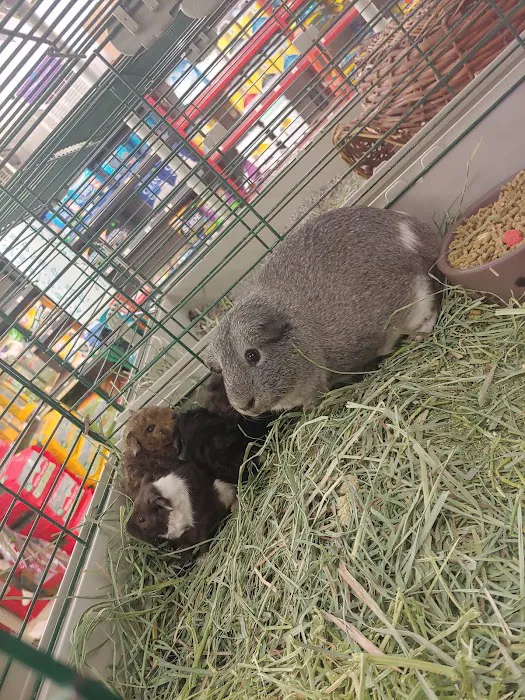 Classic Pet Supply Picture 5