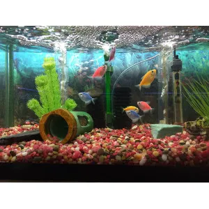 Classic Pet Supply Picture 10