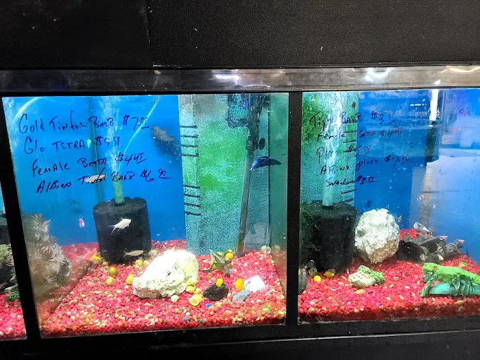 Pet City Pets Picture 2