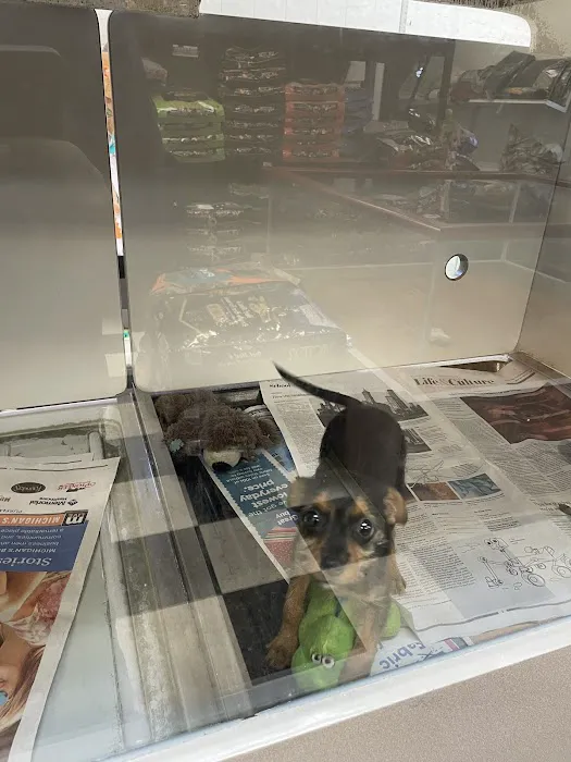 Pet City Pets Picture 6
