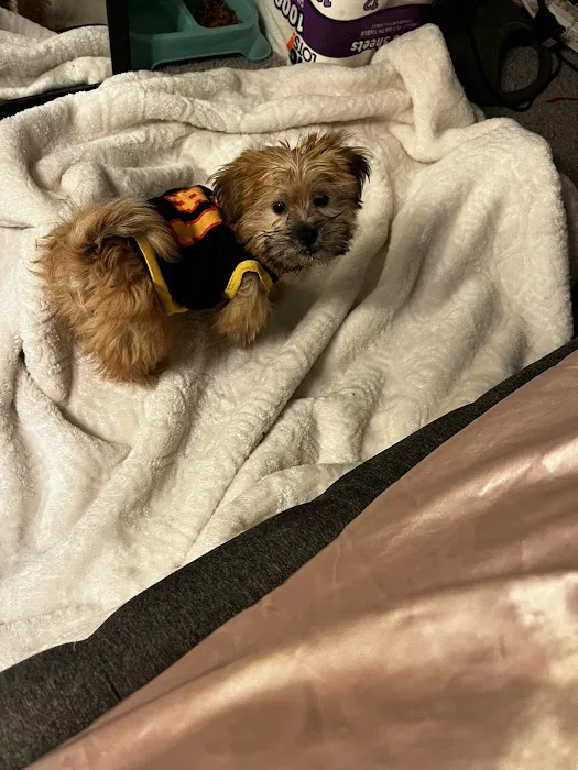 Pet City Pets Picture 7