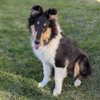A. Little Veterinary Clinic ico
