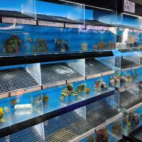 The Fish Doctors ico