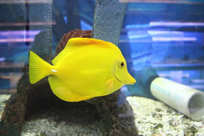 The Fish Doctors Picture 4
