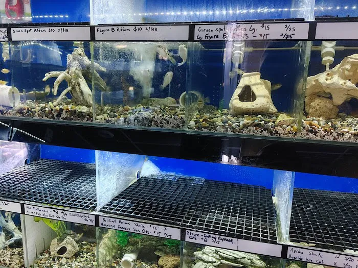 The Fish Doctors Picture 2