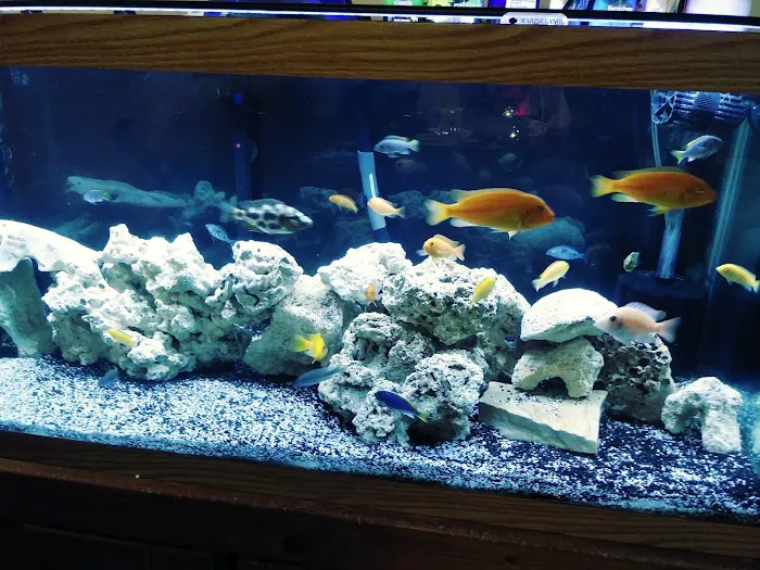 The Fish Doctors Picture 9