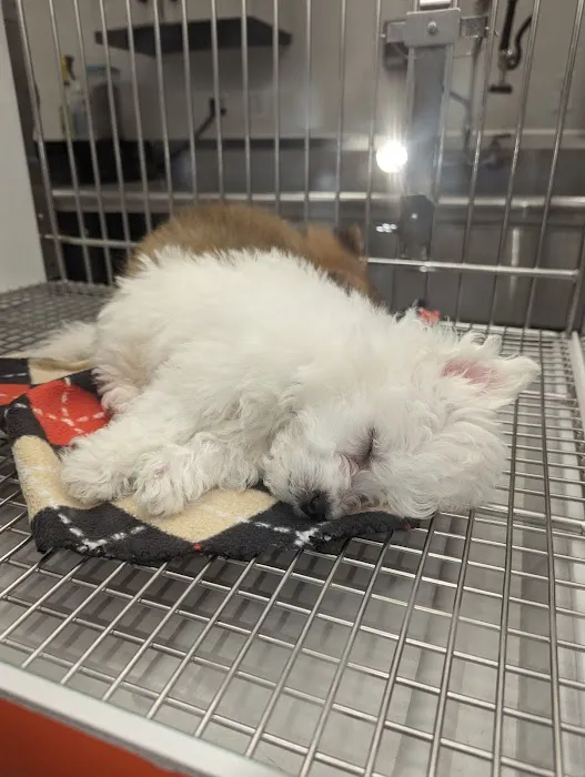 Petland Novi Picture 5