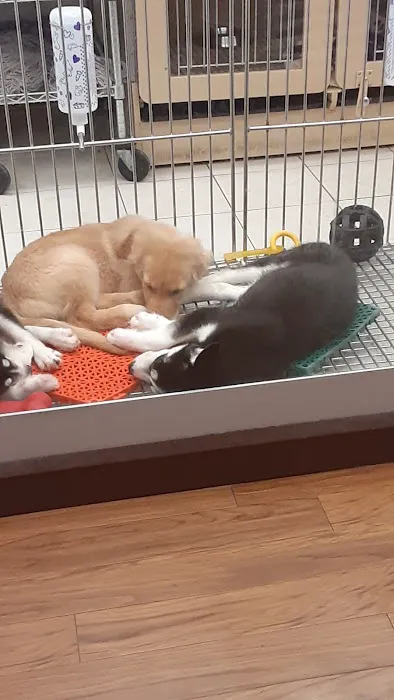 Petland Novi Picture 4