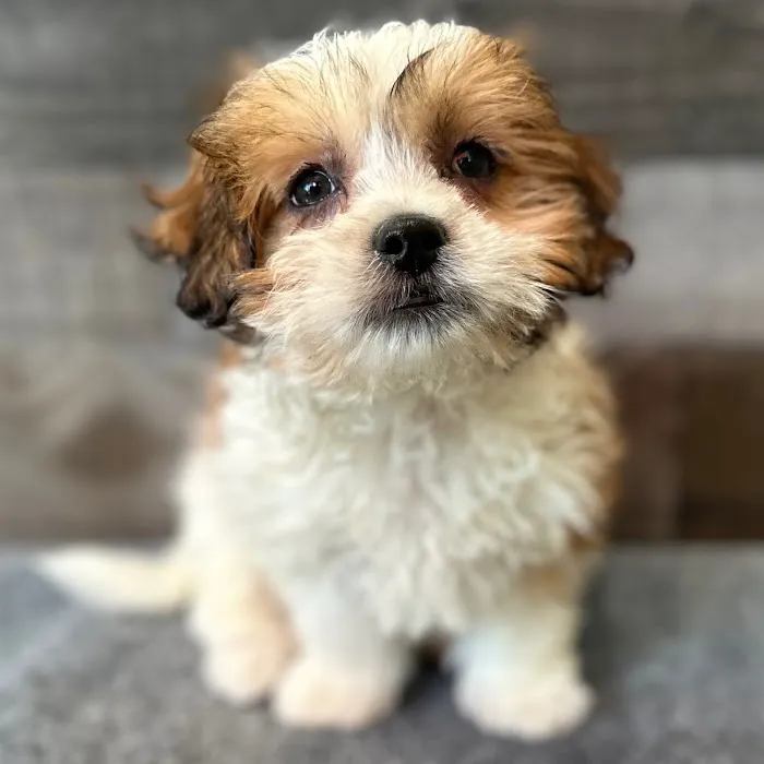 The Family Puppy of Fountain Walk Picture 5