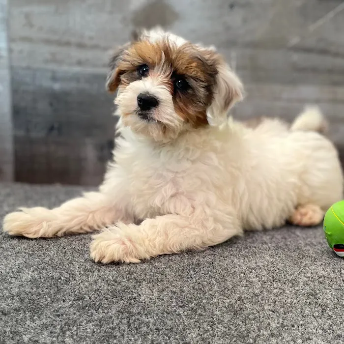The Family Puppy of Fountain Walk Picture 1