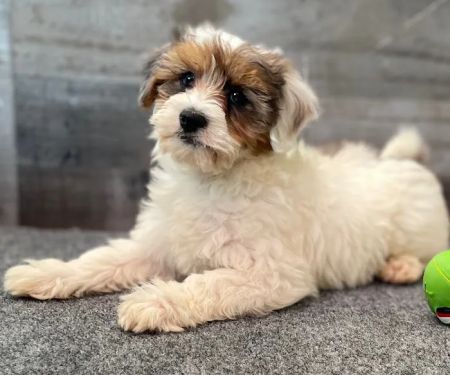 The Family Puppy of Fountain Walk