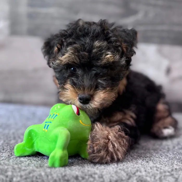 The Family Puppy of Fountain Walk Picture 4