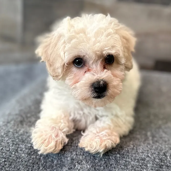 The Family Puppy of Fountain Walk Picture 3