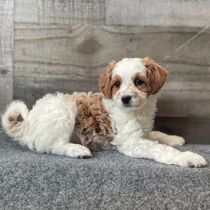 The Family Puppy of Fountain Walk Picture 2