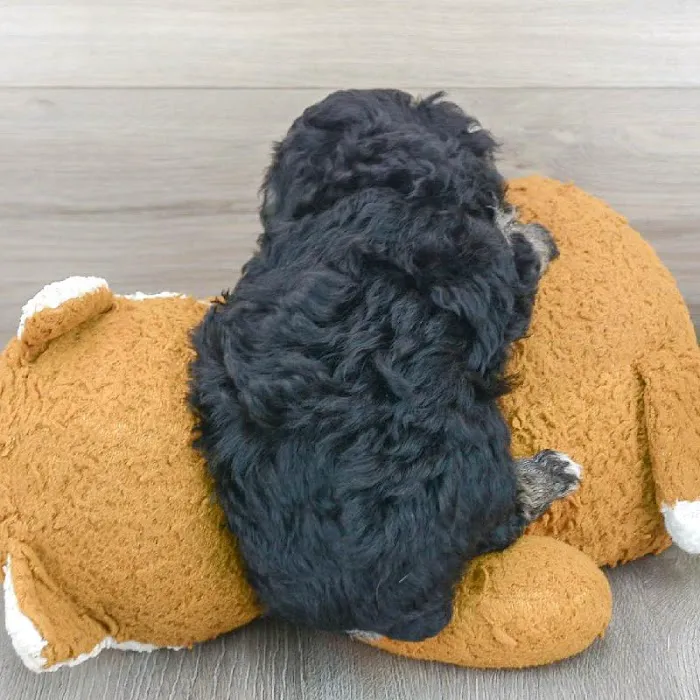 The Family Puppy of Fountain Walk Picture 6