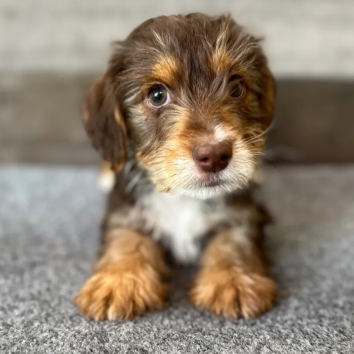 The Family Puppy of Fountain Walk Picture 9