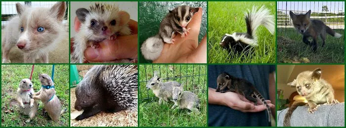 Even Keel Exotics Picture 10