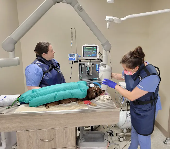 Blue Mountain Veterinary Care Picture 16