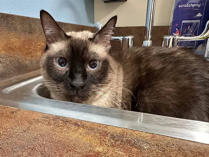 Shores Veterinary Emergency Center Picture 1