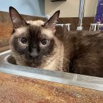 Shores Veterinary Emergency Center