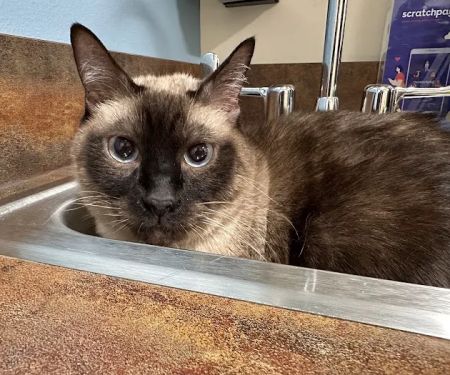 Shores Veterinary Emergency Center