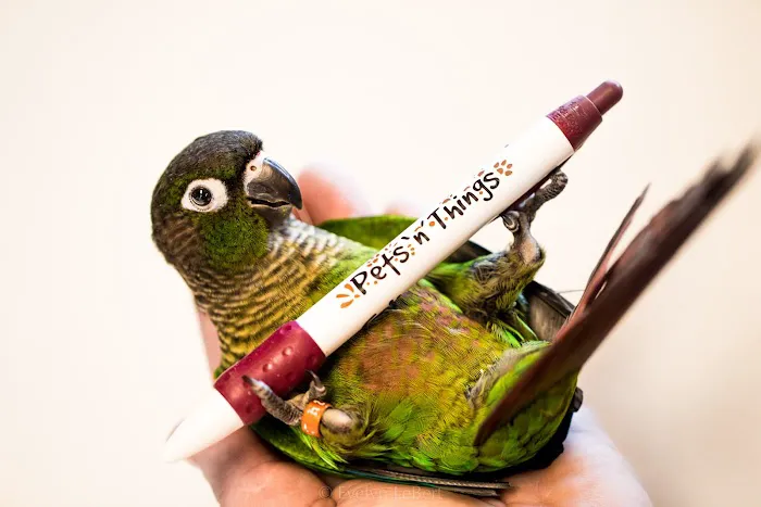 Pets 'n' Things Picture 3