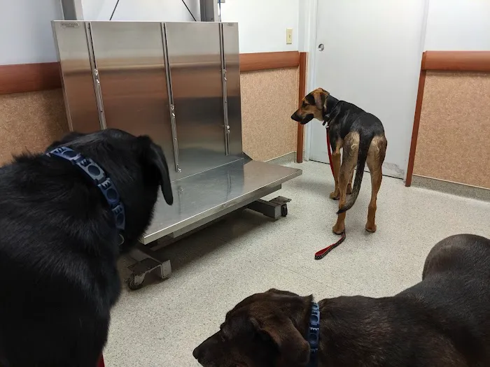 Capitol Area Animal Medical Center Picture 6