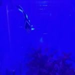 Aquarium World LLC