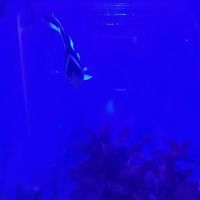 Aquarium World LLC ico