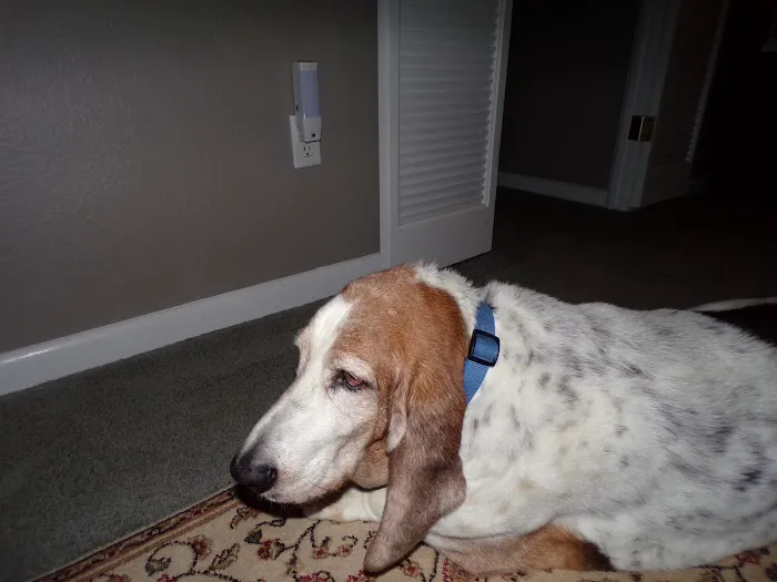 Paws & Remember of Northwest Ohio Picture 6