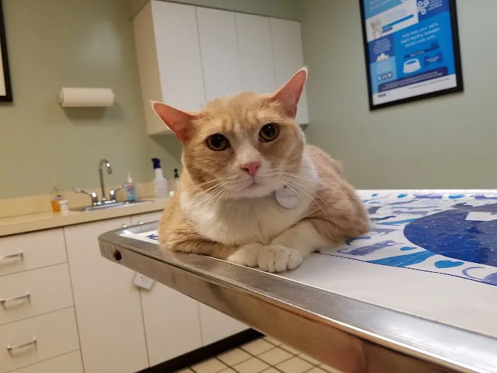 VCA West Shore Animal Hospital Picture 5