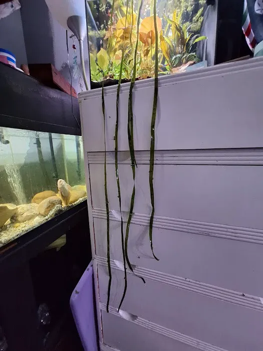 Cris' FISH & CHIPS CUSTOM AQUARIUMS Picture 1