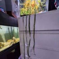 Cris' FISH & CHIPS CUSTOM AQUARIUMS ico