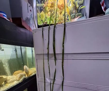 Cris' FISH & CHIPS CUSTOM AQUARIUMS