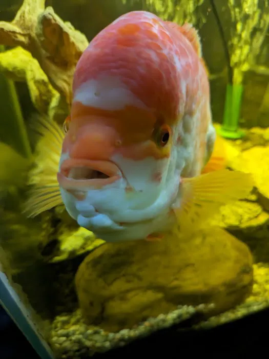 Cris' FISH & CHIPS CUSTOM AQUARIUMS Picture 2
