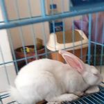 US Animal Plant Health Inspctn