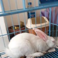 US Animal Plant Health Inspctn ico