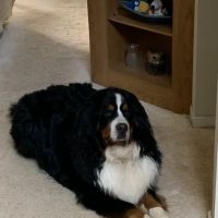 Peaceful Pet Passage ico