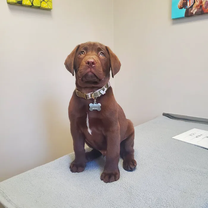 Countryside Animal Clinic - Kurt Krusen DVM Picture 4