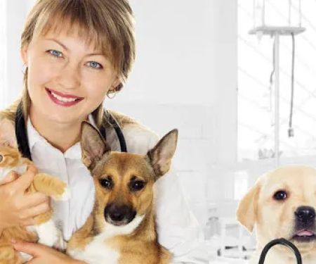Healing Creatures Animal Hospital