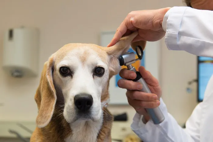 Healing Creatures Animal Hospital Picture 3