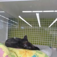 Petco ico