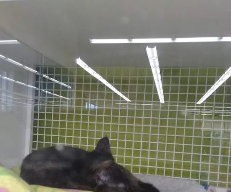 Petco