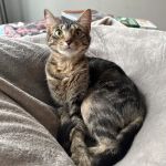 Premier Pet Supply