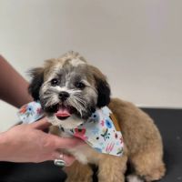 Line Mountain Animal Hospital: Miller Elizabeth S DVM ico