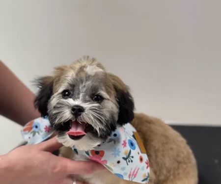 Line Mountain Animal Hospital: Miller Elizabeth S DVM