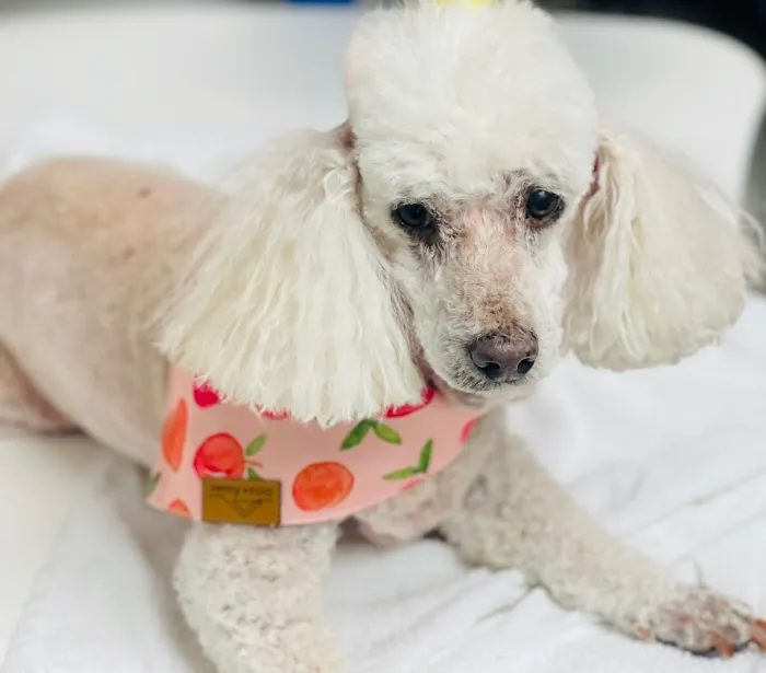Line Mountain Animal Hospital: Miller Elizabeth S DVM Picture 2