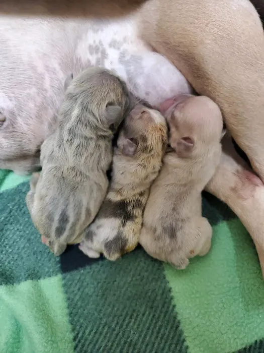 Puppy Luv Picture 1