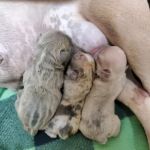 Puppy Luv