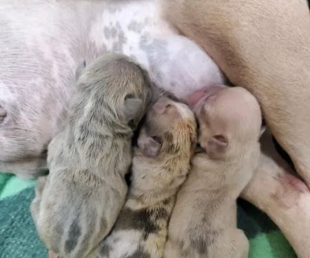 Puppy Luv